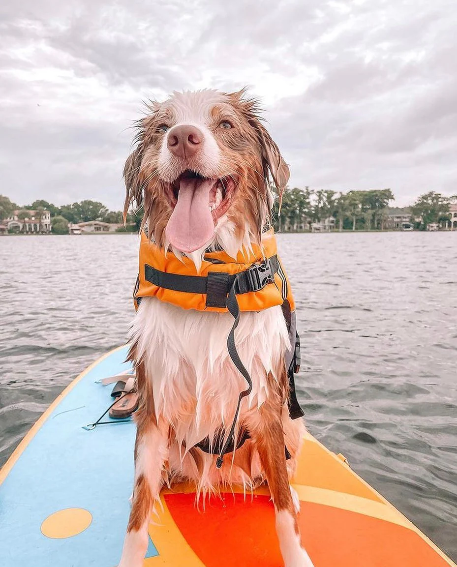 Paddle boarding training 